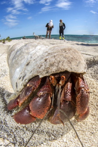 hermit crab by Mathieu Foulquié 
